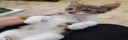 Meticcio gatti in regalo: Bignè gattina dolcissima  - Annuncio 3