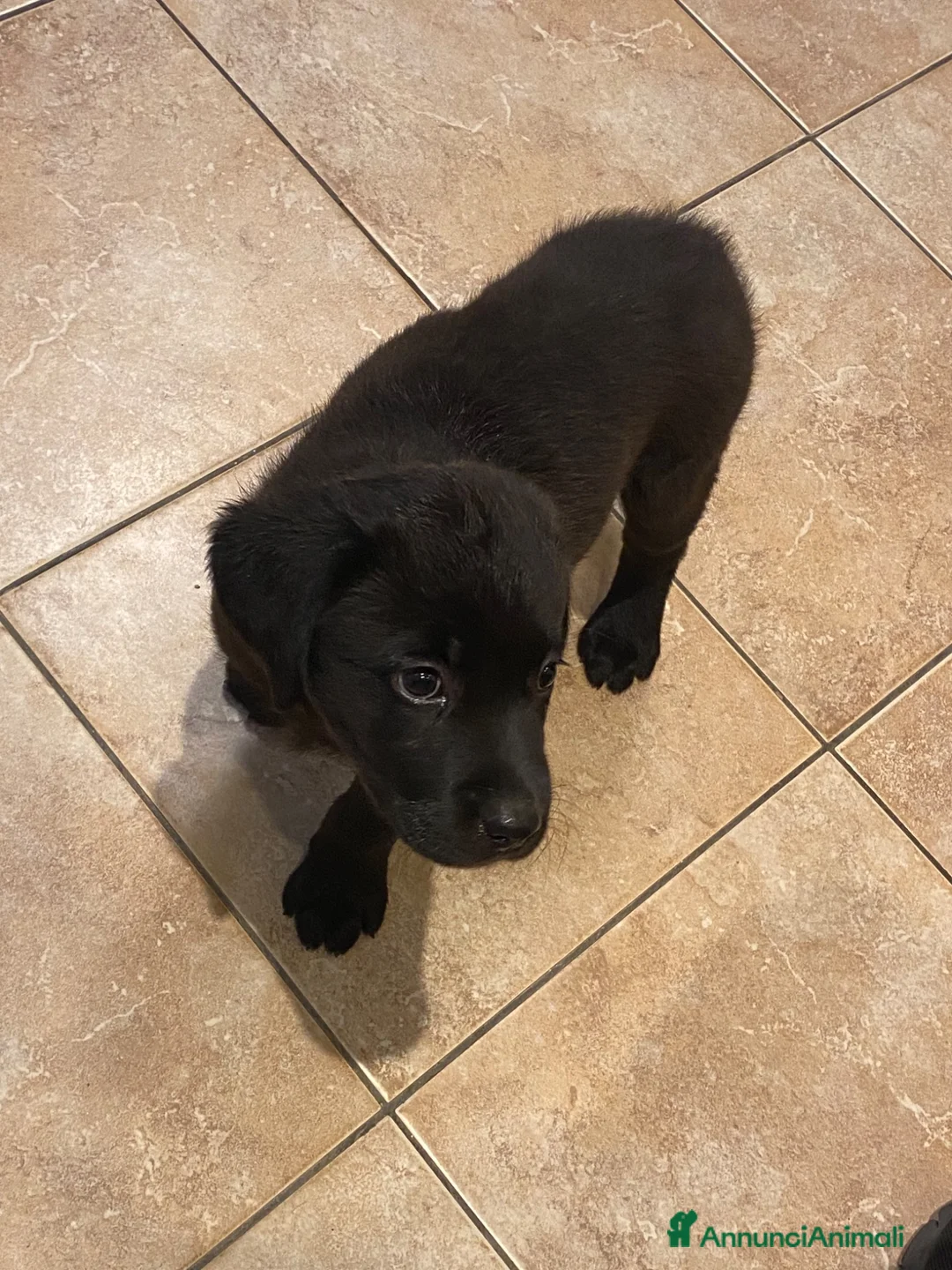 Labrador cani in vendita: Labrador  a Provincia di Vibo Valentia - Annuncio 2