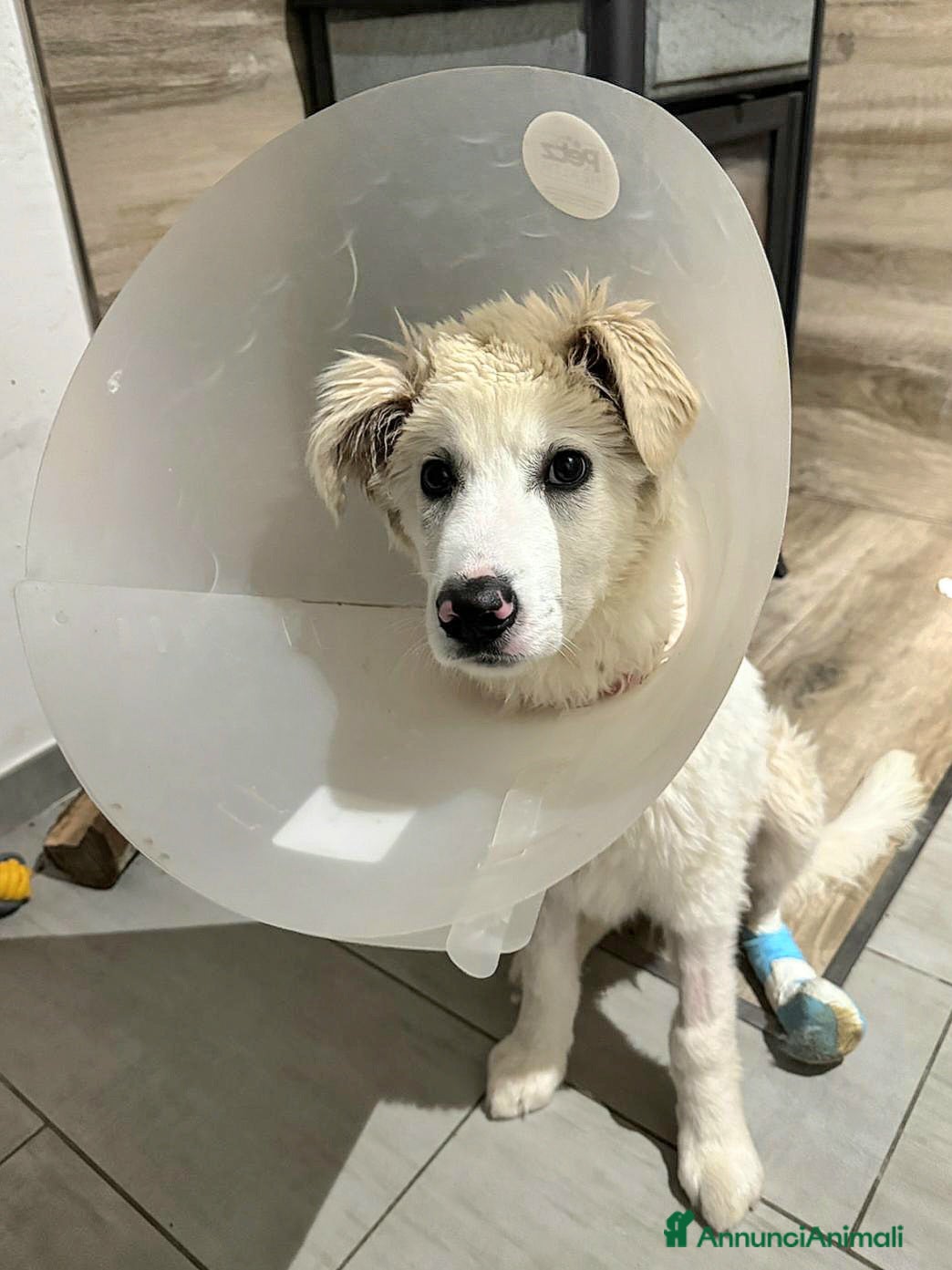 Pastore Maremmano cani Ettore 6 mesi adozione del cuore - Annuncio 3
