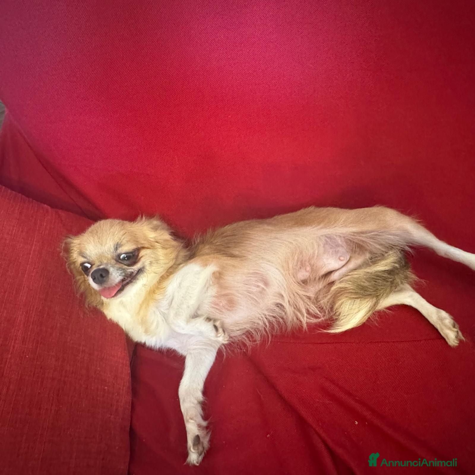 Chihuahua cani chihuahua a pelo lungo boy e girl pedigree enci  - Annuncio 7