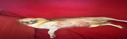 Chihuahua cani in vendita: chihuahua a pelo lungo boy e girl pedigree enci  - Annuncio 1