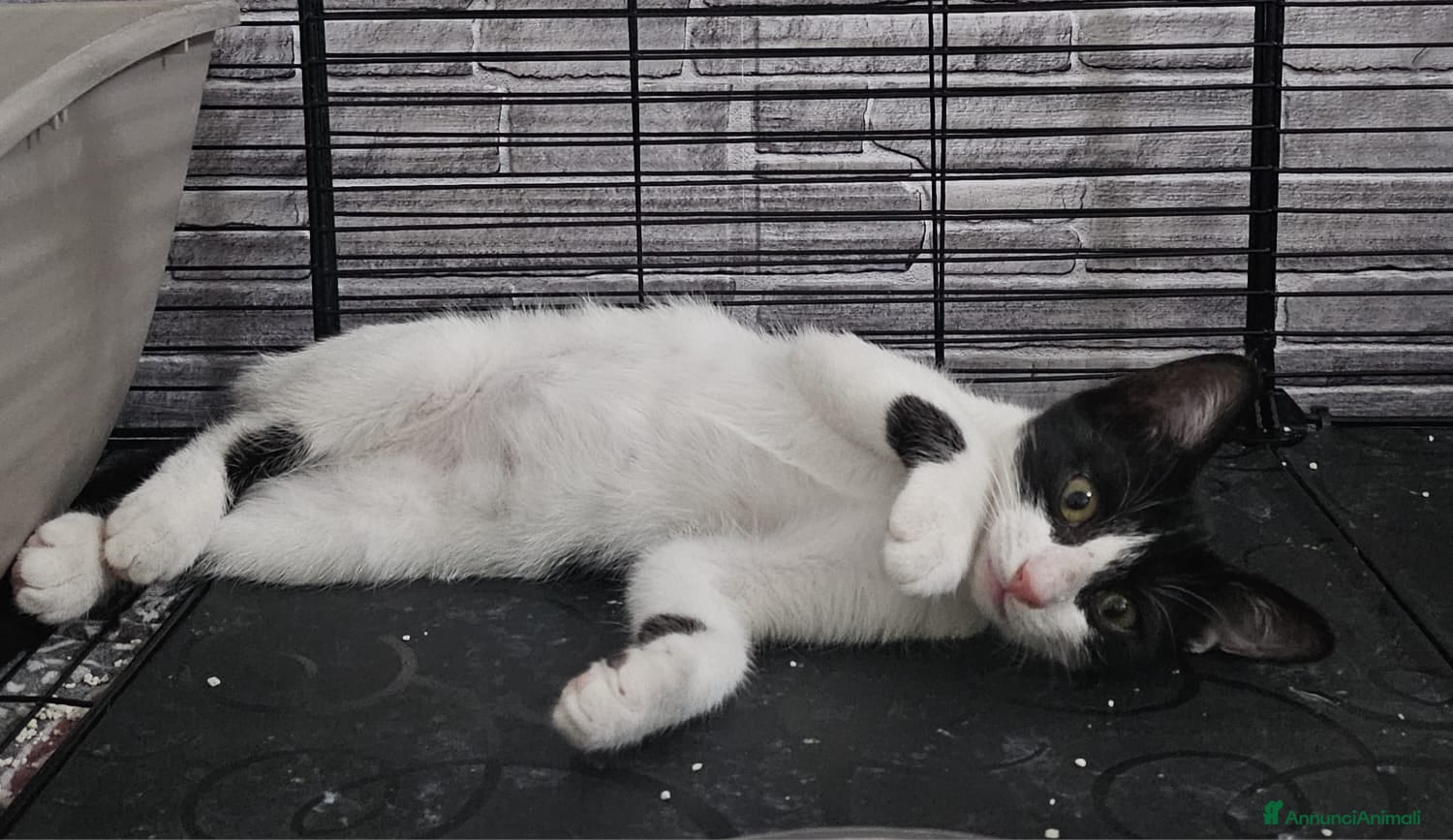 Altre razze gatti TOKYO CERCA CASA 🏡  - Annuncio 6