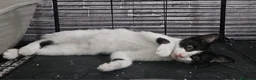 Altre razze gatti in regalo: TOKYO CERCA CASA 🏡  - Annuncio 1