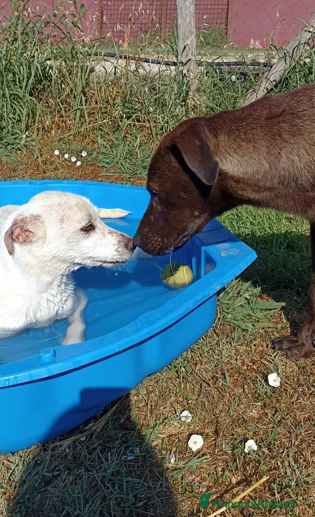 Meticcio cani in regalo: Fuego derivato molosso in adozione a Provincia di Latina - Annuncio 6