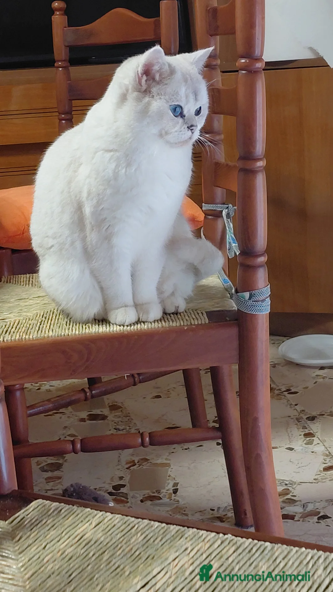 British gatti in vendita: Brithish shorteir bianca occhi blu 9 mesi - Annuncio 2