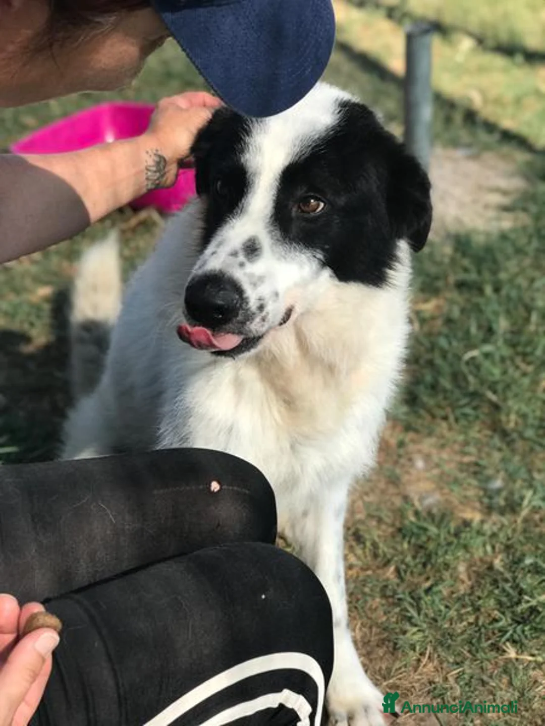 Meticcio cani in regalo: BUFFALO, CHE TIPO SIMPATICO a Provincia di Latina - Annuncio 10