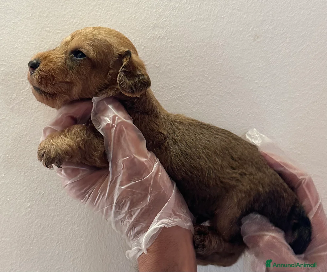 Immagine della galleria {{count}}