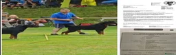 Rottweiler cani in vendita: Disponibili cucciolo Rottweiler - Annuncio 25