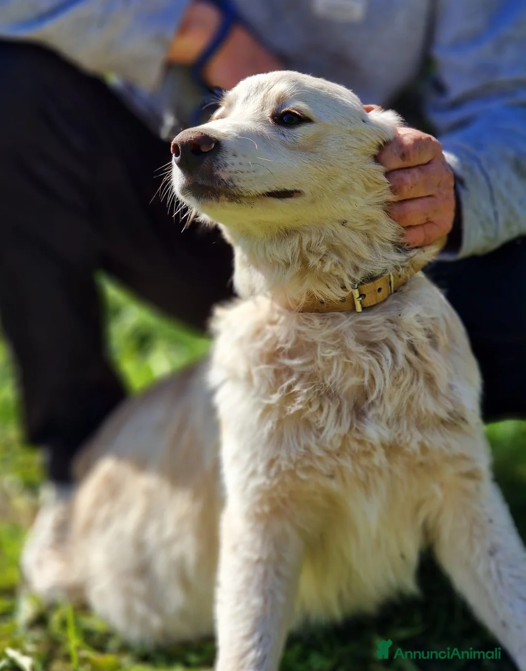 Meticcio cani in regalo: TACO ASPETTA UNA MAMMA  a Città metropolitana di Milano - Annuncio 2