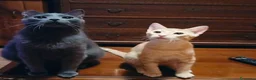 Meticcio gatti in regalo: 6 mesi, sano, ok cani e gatti  - Annuncio 5