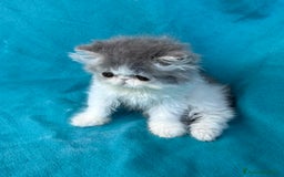 Persiano gatti in vendita: Cucciolo gatto persiano  a Città Metropolitana di Torino - Immagine 7