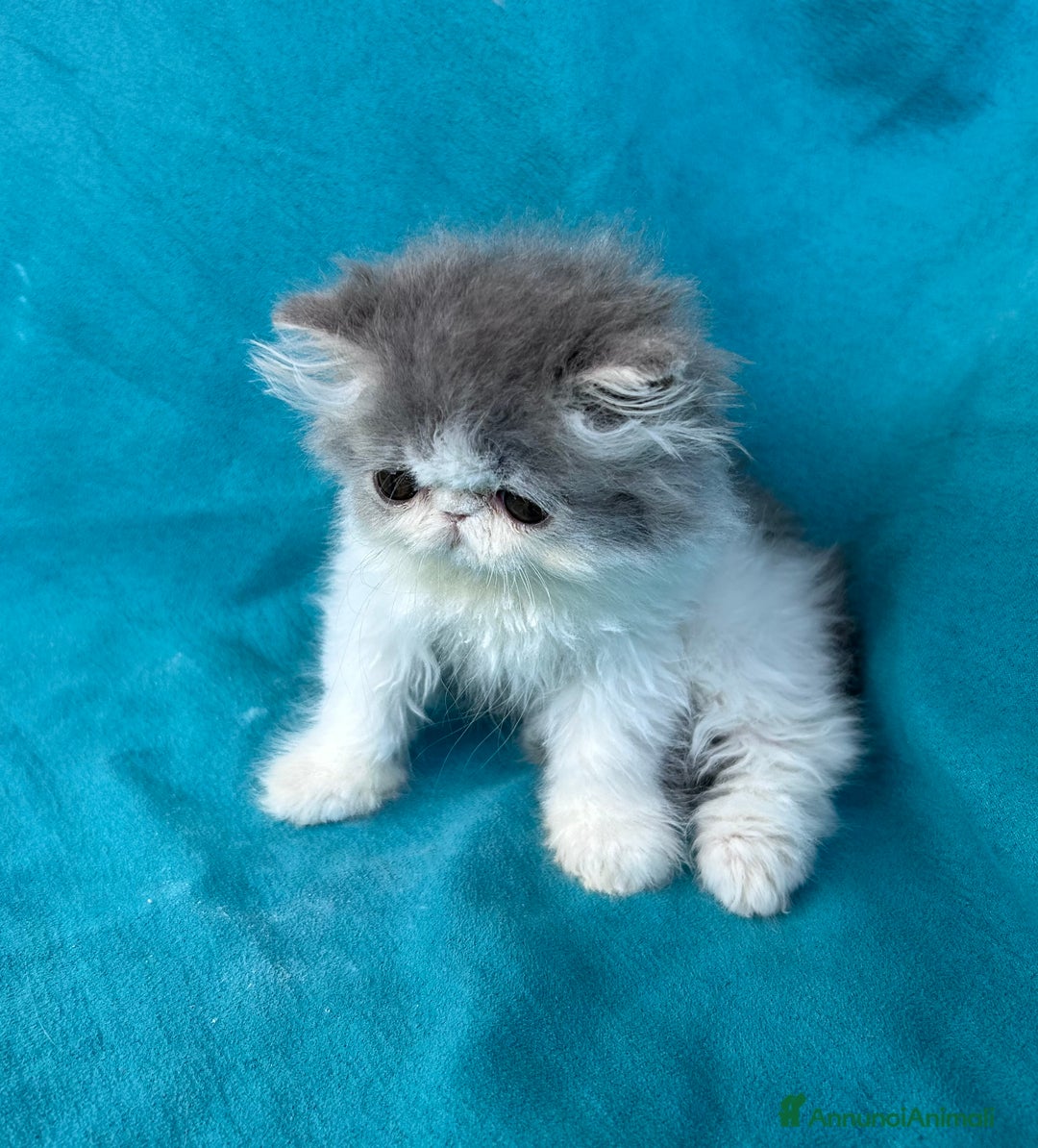 Persiano gatti in vendita: Cucciolo gatto persiano  a Città Metropolitana di Torino - Immagine 7