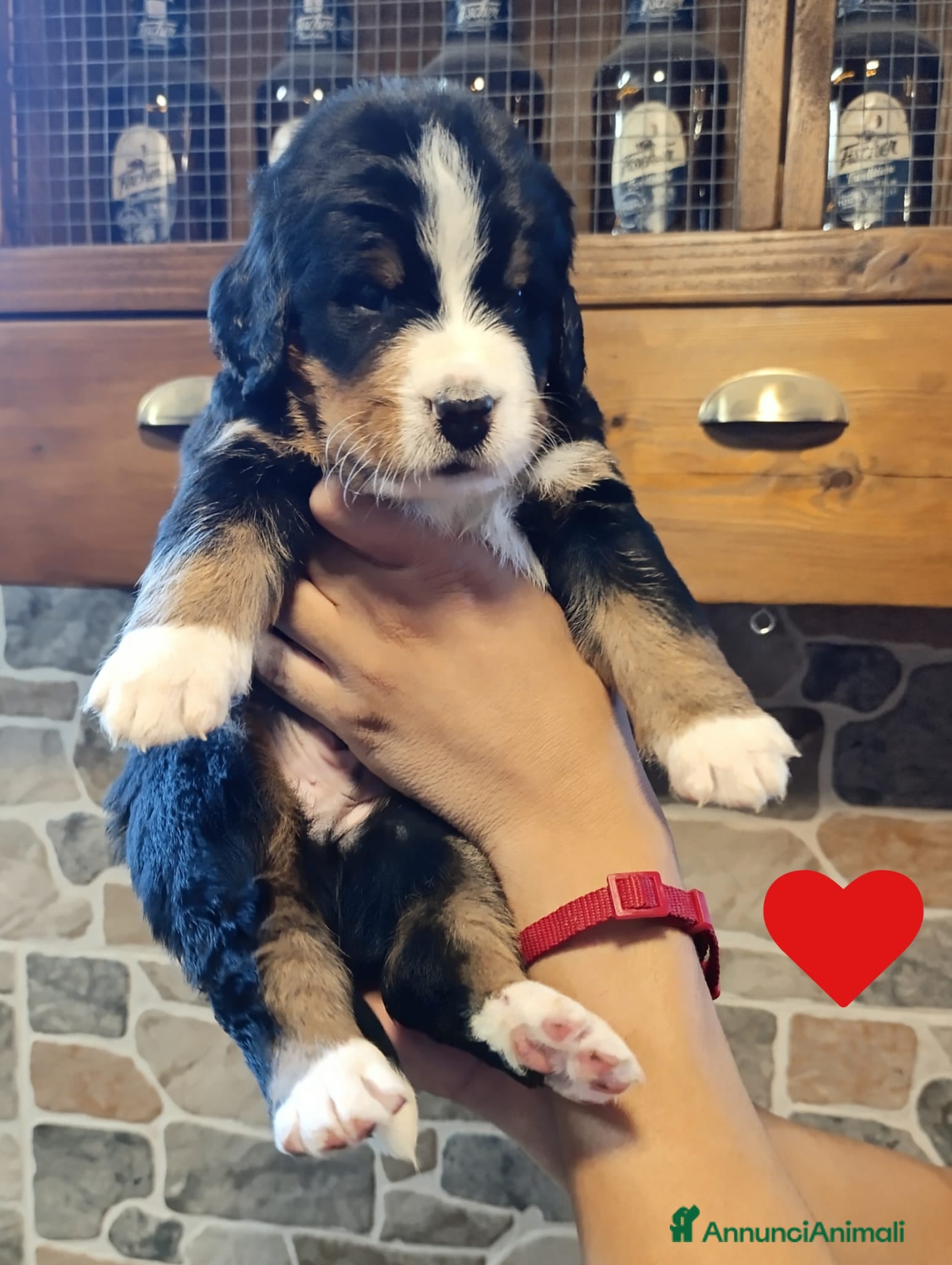 Bovaro del Bernese cani Bovaro del bernese cuccioli disponibili - Annuncio 24