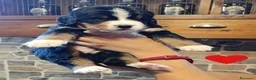 Bovaro del Bernese cani in vendita: Bovaro del bernese cuccioli disponibili - Annuncio 1