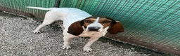 Meticcio cani in regalo: ADOTTACI - Annuncio 5