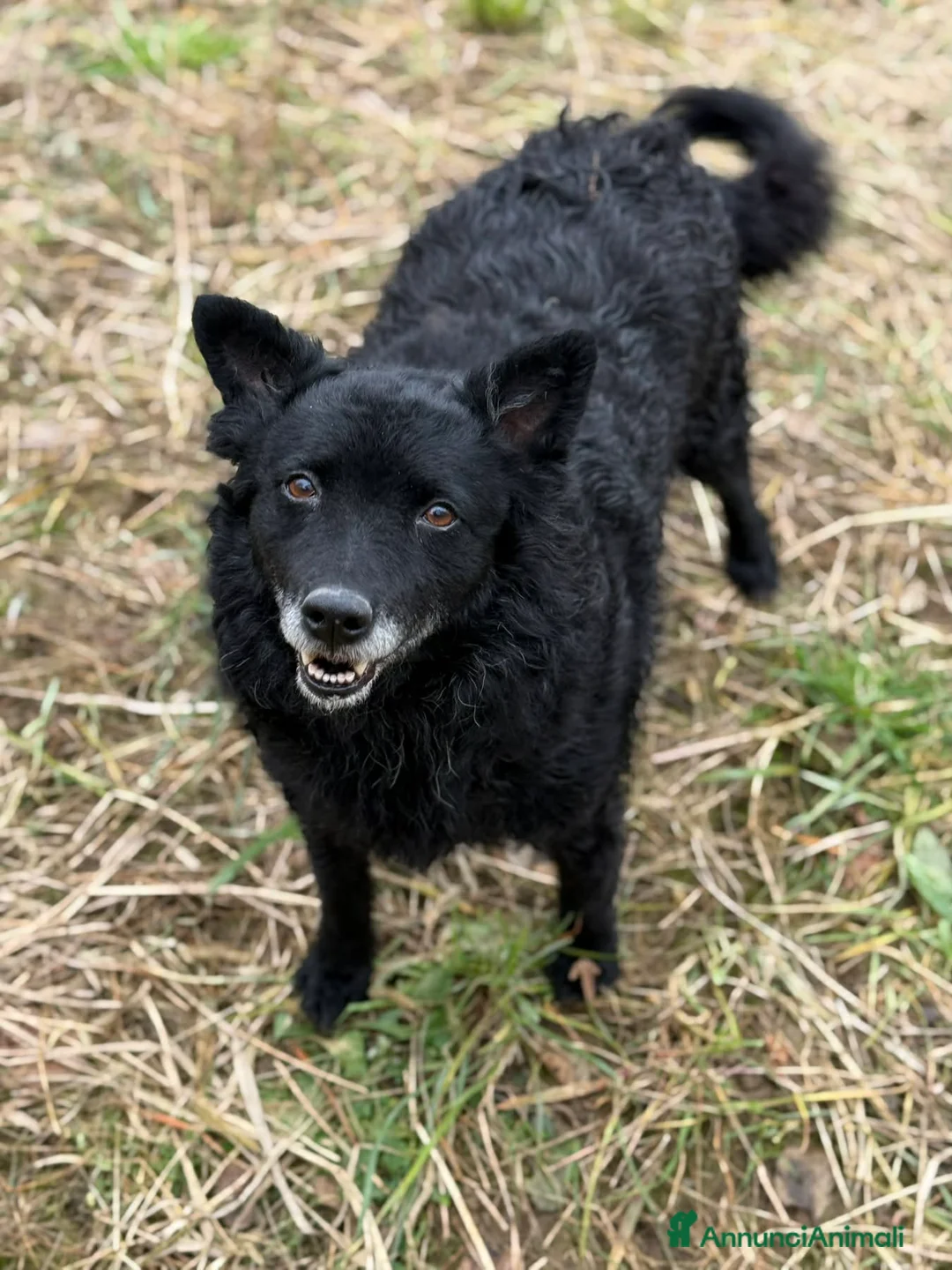 Meticcio cani in regalo: DIOR, cagnolina sorridente cerca amore! - Annuncio 2