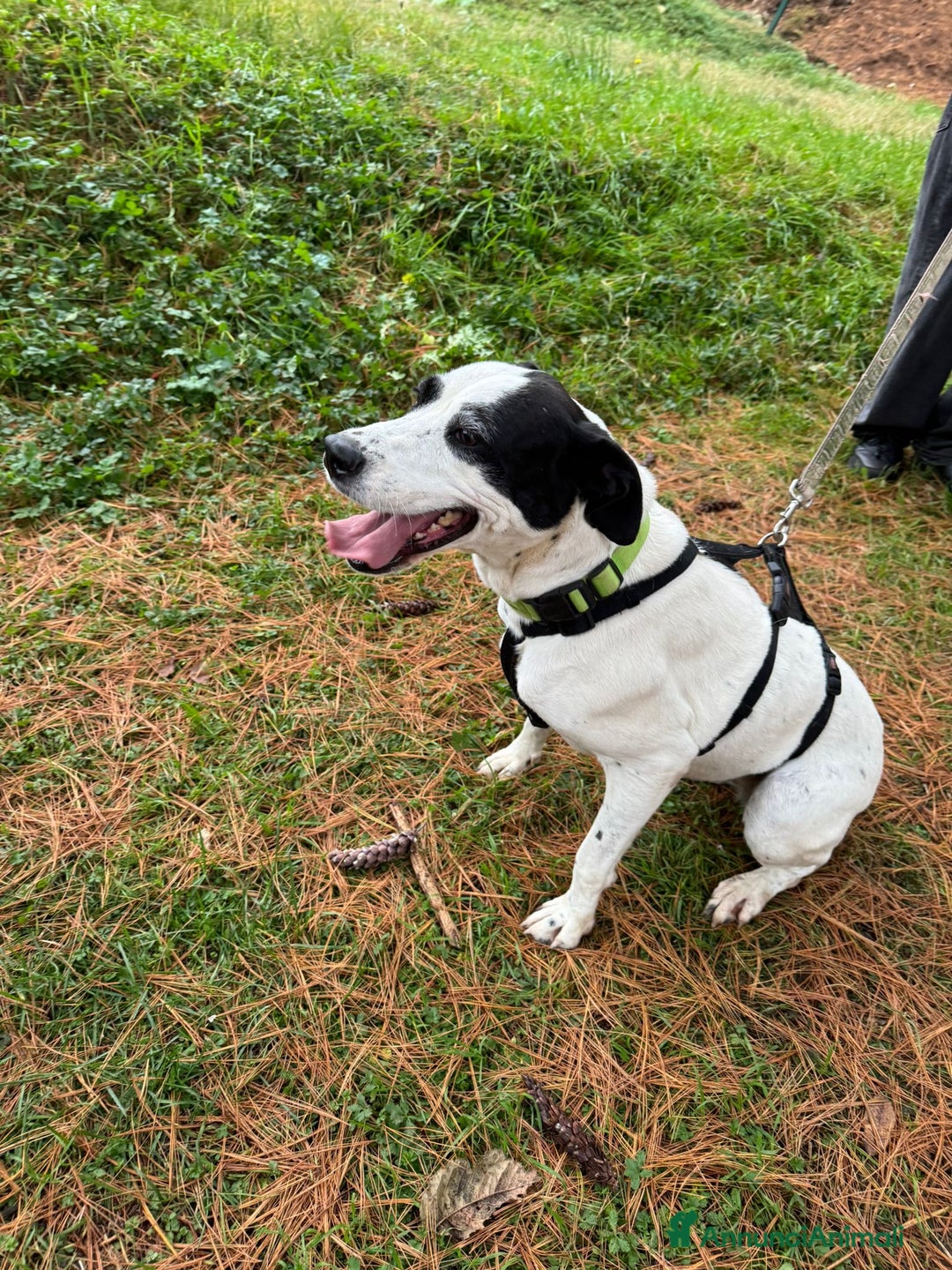 Meticcio cani in regalo: Splendida meticcia - BELLA - Annuncio 10