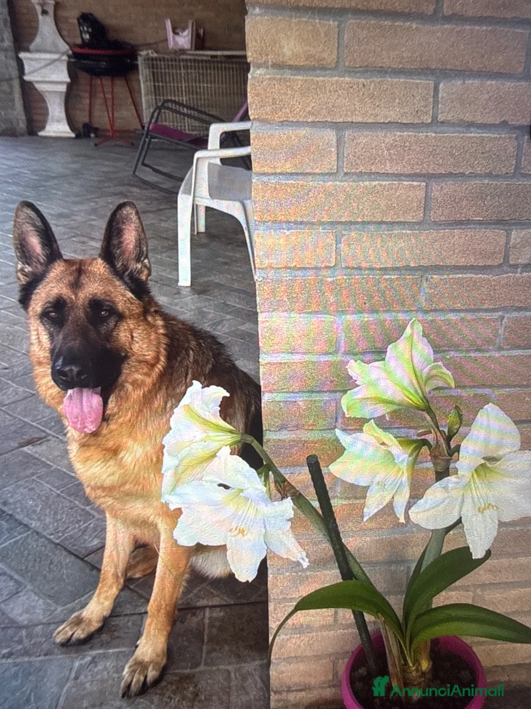 Pastore Tedesco cani in regalo: Regalo  - Annuncio 1