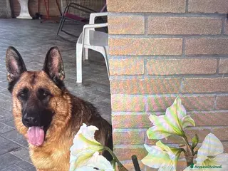 Pastore Tedesco cani Regalo - Annuncio 1