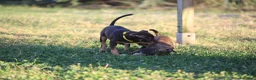 Pitbull cani in vendita: Cuccioli Pit Bull con pedigree anche a rate - Annuncio 22