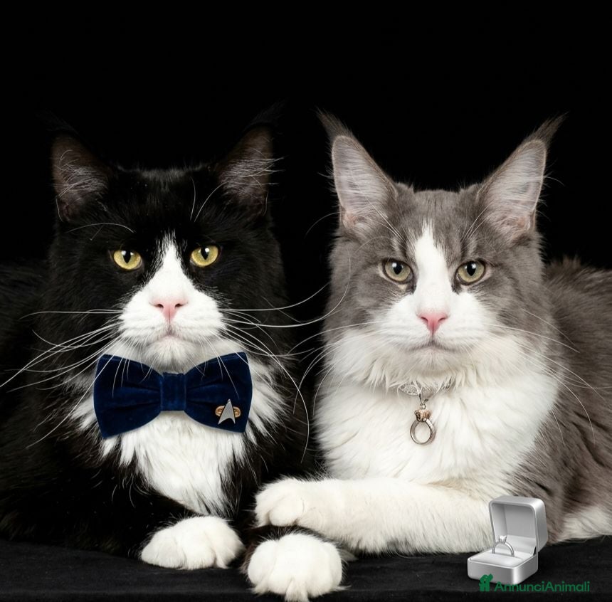 Maine Coon gatti Cuccioli di maine coon - Annuncio 31