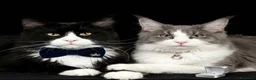 Maine Coon gatti in vendita: Cuccioli di maine coon - Annuncio 1