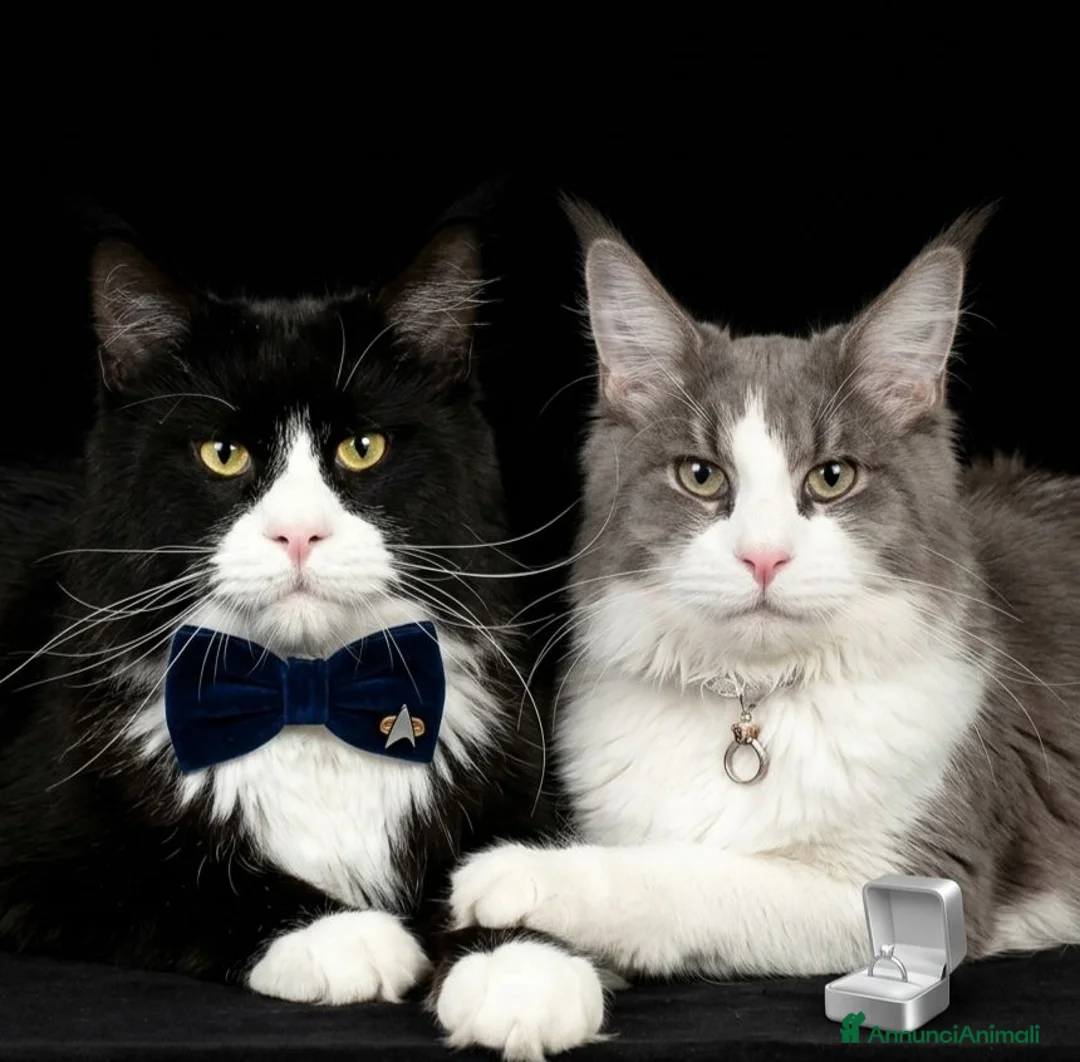 Maine Coon gatti in vendita: Cuccioli di maine coon - Annuncio 1