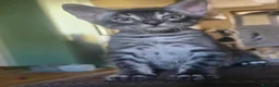 Bengala gatti in vendita: Cuccioli gatto bengala  - Annuncio 35