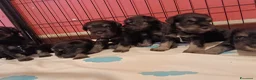 Mini Schnauzer cani in vendita: Cuccioli di Schnauzer nano Nero Argento  - Annuncio 5