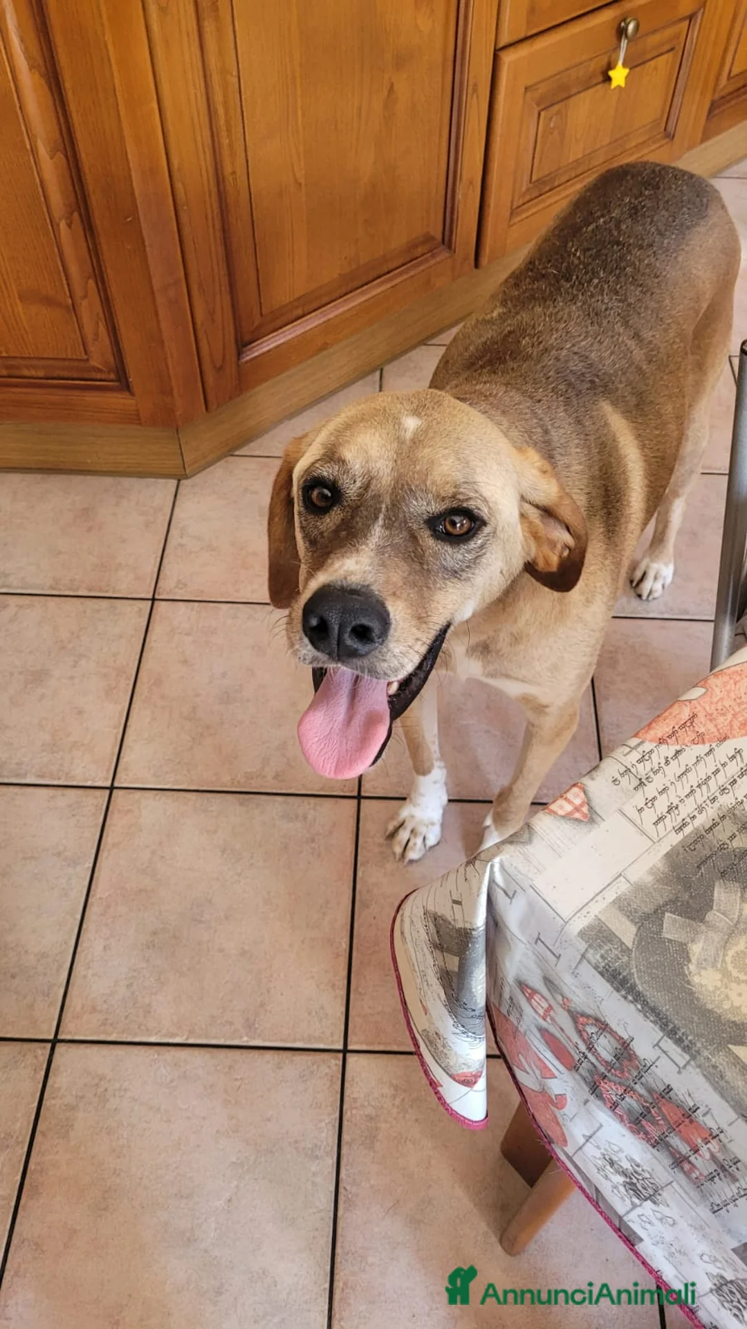 Meticcio cani in regalo: Dylan, splendido meticcio a Città metropolitana di Milano - Annuncio 5