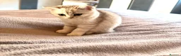 Scottish gatti in vendita: Ultima cucciola di scottish straight disponibile - Annuncio 12
