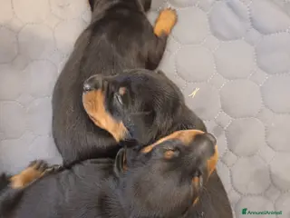 Pinscher Miniatura cani in vendita: Pinscher cuccioli nero focato pedigree ENCI - Annuncio 2