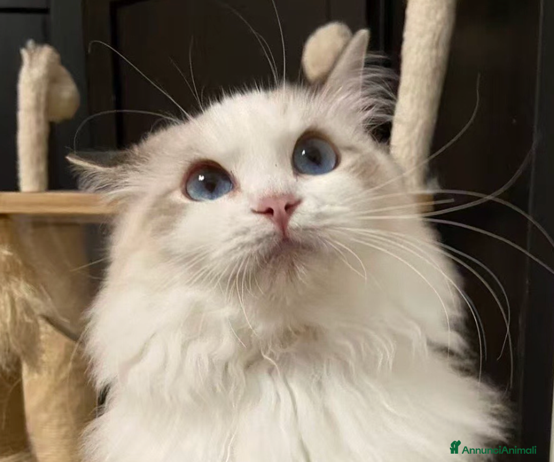 Ragdoll gatti in vendita: Cuccioli ragdoll - Annuncio 3