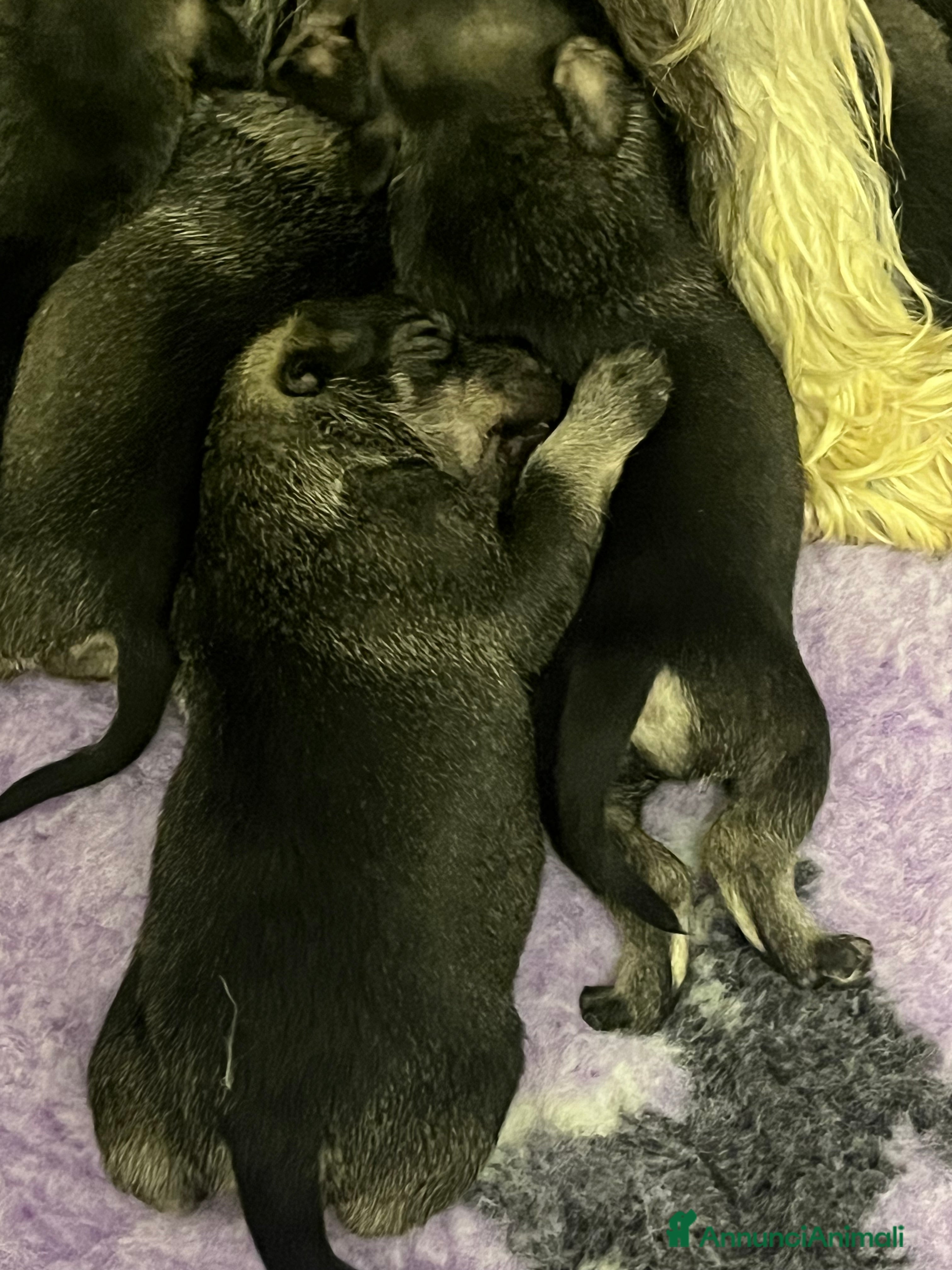 Schnauzer cani Schnauzer medio pepe e sale - Annuncio 1