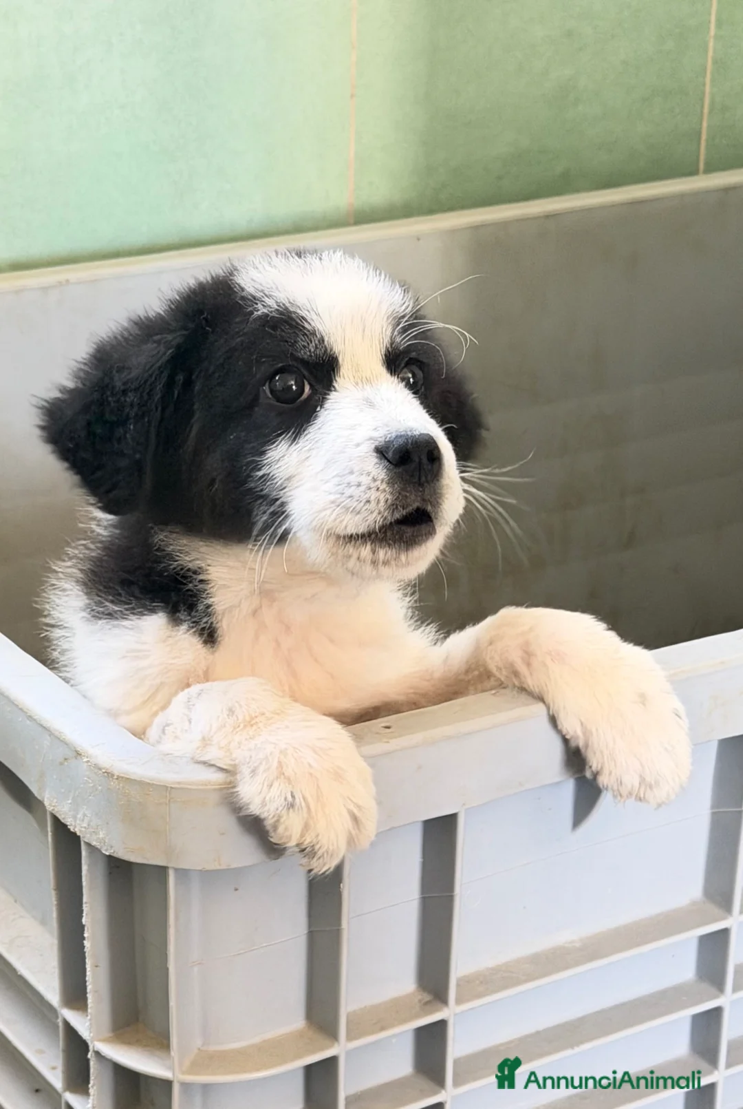Meticcio cani in regalo: Lele taglia media a Provincia di Vicenza - Annuncio 4
