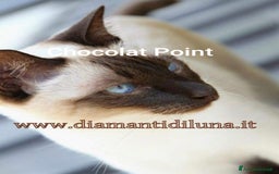 Siamese gatti in vendita: cuccioli old style Siamese - Thai con pedigree  a Città metropolitana di Roma Capitale - Immagine 4