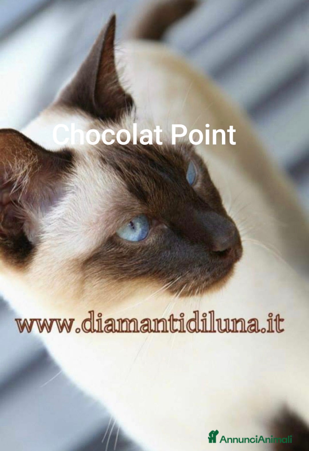 Siamese gatti in vendita: cuccioli old style Siamese - Thai con pedigree  a Città metropolitana di Roma Capitale - Immagine 4