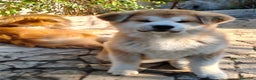 Akita Inu cani in vendita: Cuccioli Akita inu - Annuncio 6