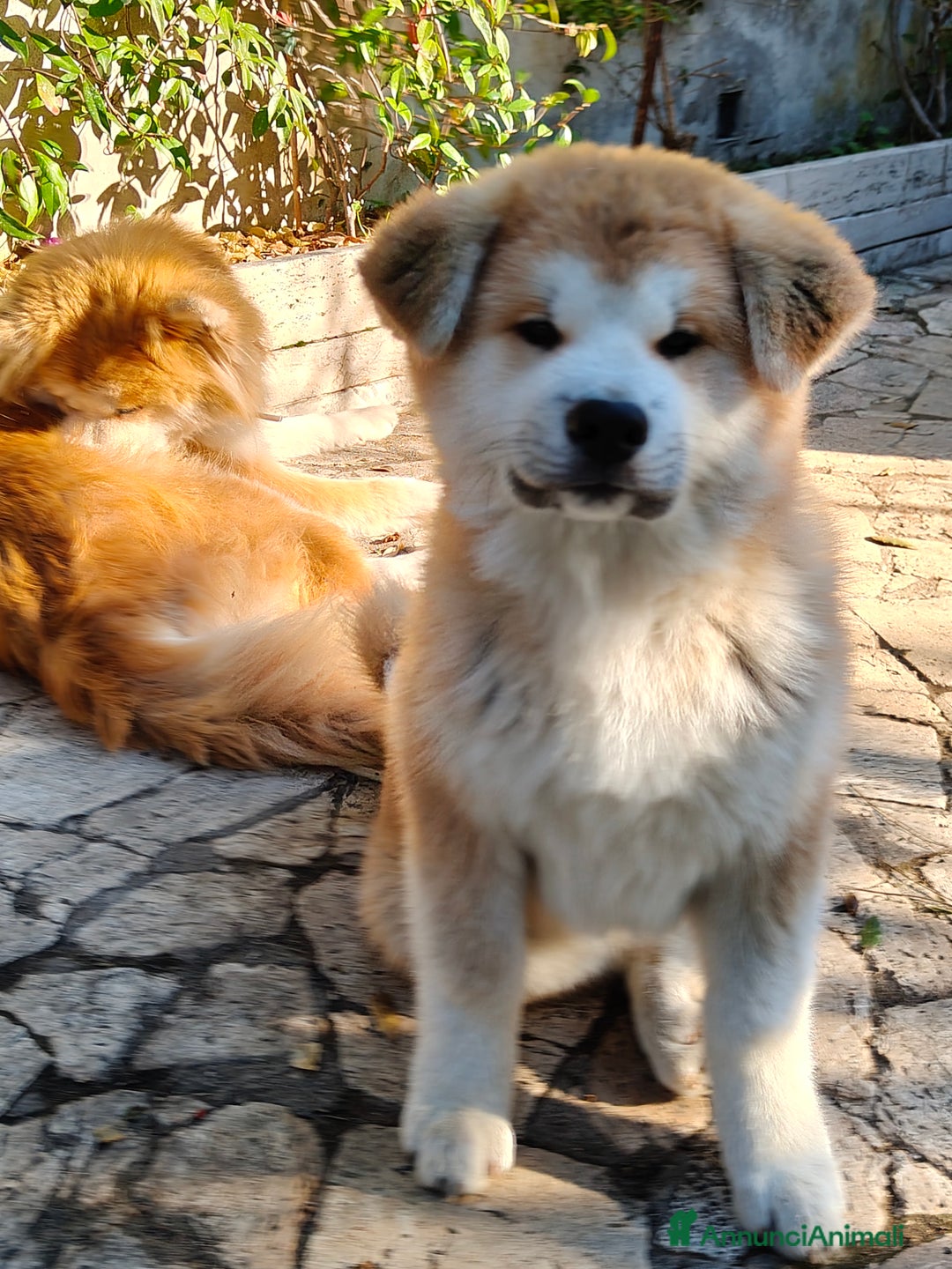 Akita Inu cani in vendita: Cuccioli Akita inu - Annuncio 6