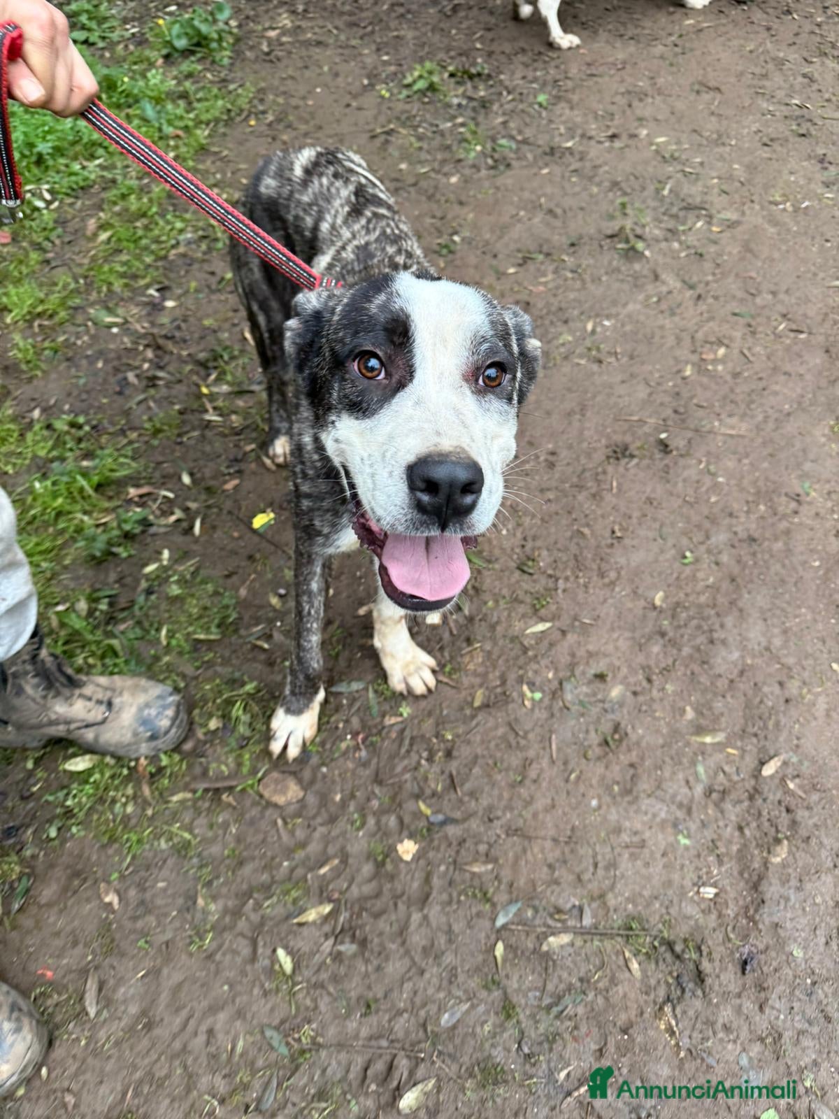 Meticcio cani OTIS ASPETTA UNA MAMMA  - Annuncio 2