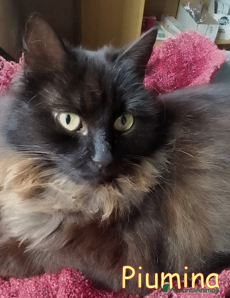 Europeo gatti PIUMINA GATTINA SIMIL D’ANGORA - Annuncio 3