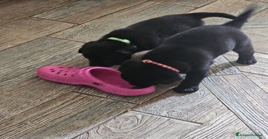 Labrador cani a Città metropolitana di Milano - Annuncio 8