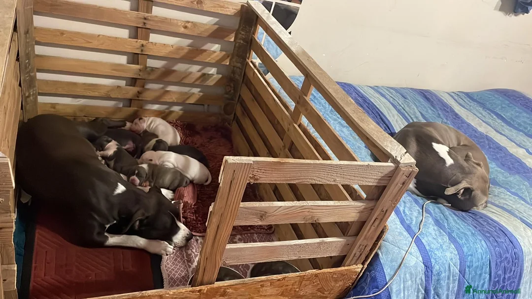 American Staffordshire cani in vendita: Amstaff  - Annuncio 3