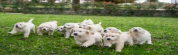 Golden Retriever cani in vendita: cuccioli golden retriever - Annuncio 8
