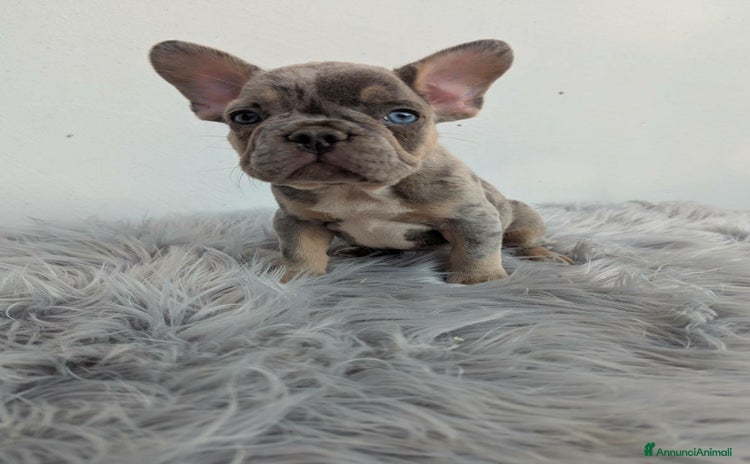 Bulldog Francese cani a Città Metropolitana di Torino - Annuncio 3