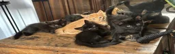 Meticcio gatti in vendita: Maschetto nero mix MaineCoon  a Città Metropolitana di Torino - Annuncio 11