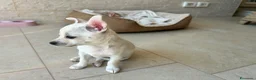 Chihuahua cani in vendita: Chihuahua  - Annuncio 4