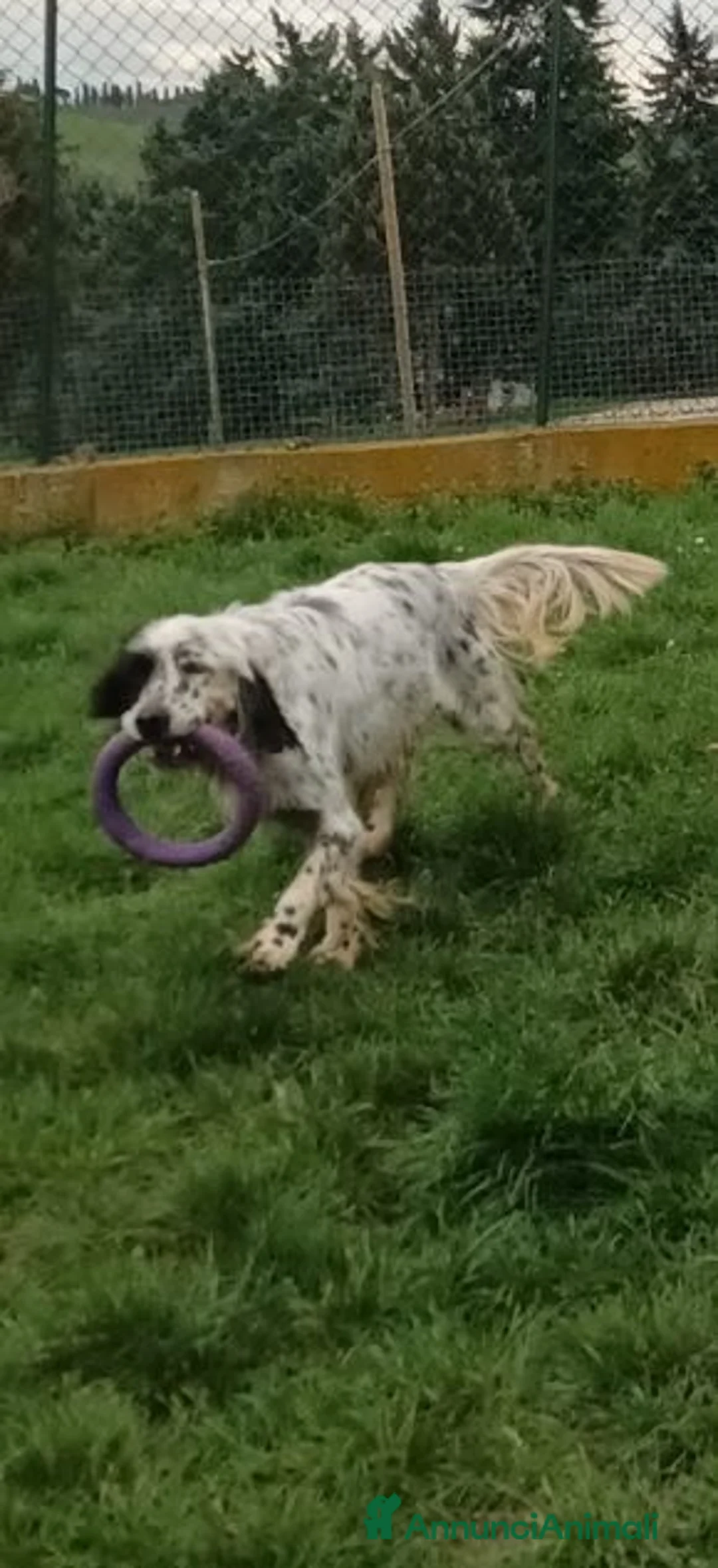 Setter Inglese cani in regalo: OTELLO un simpaticone che ama l'acqua - Annuncio 4
