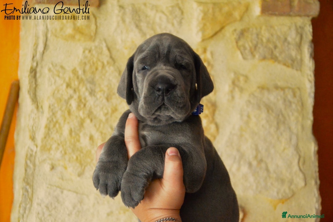 Alano cani in vendita: Cuccioli alani blu - Immagine 6