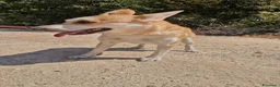 Meticcio cani in regalo: Sama, una meticcia simpatica ed equilibrata - Annuncio 7